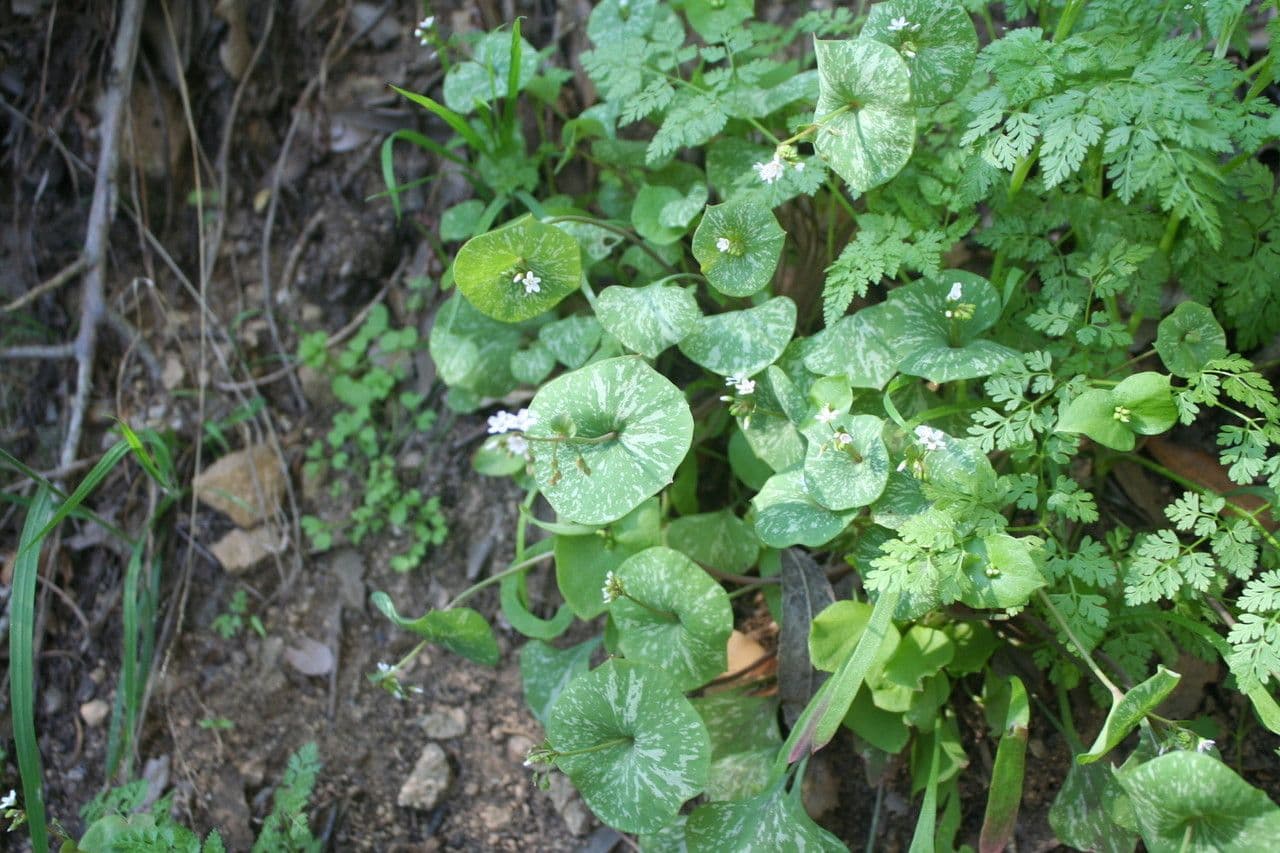 Gewöhnliches Tellerkraut 23