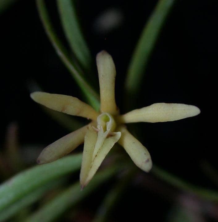 Epidendrum 2