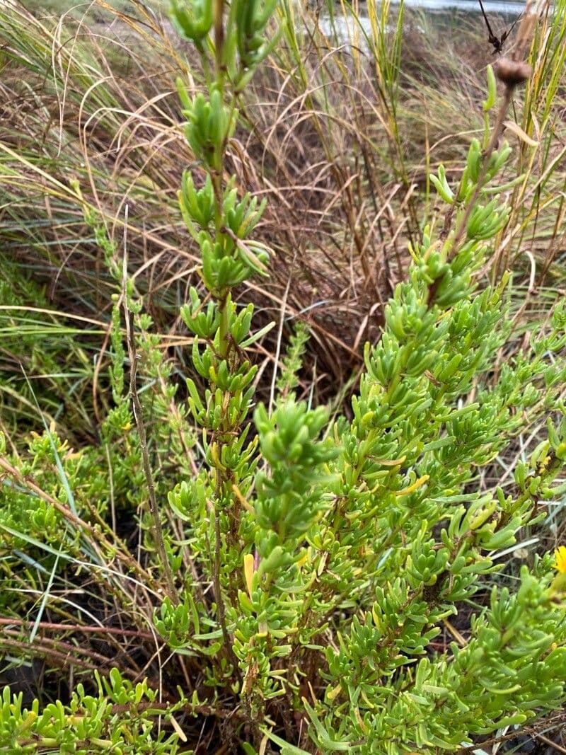 Limbarda crithmoides 16