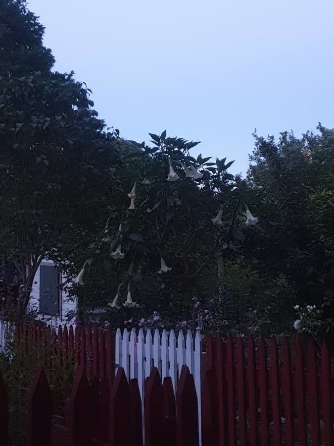 Datura 13