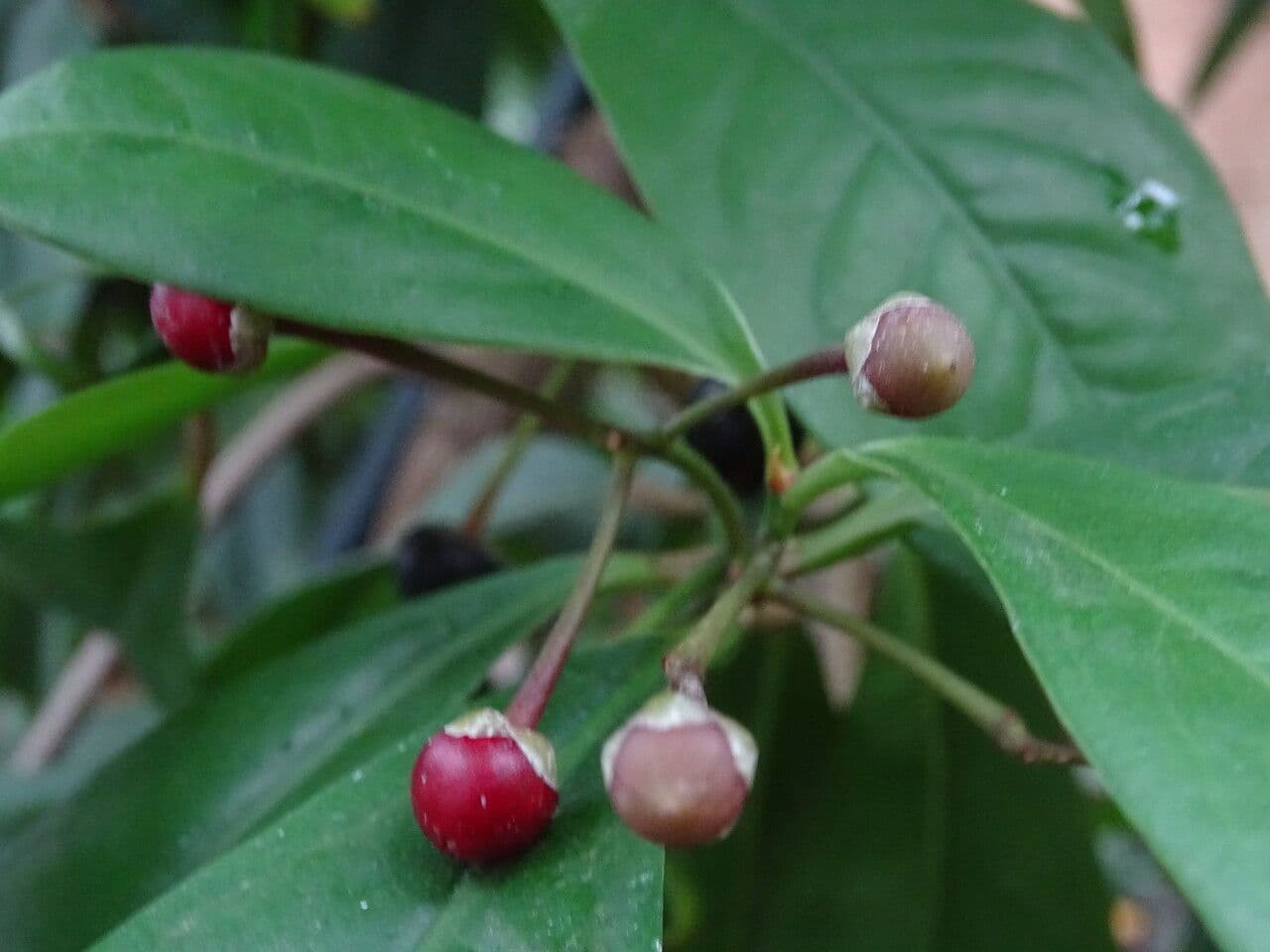 Ardisia
