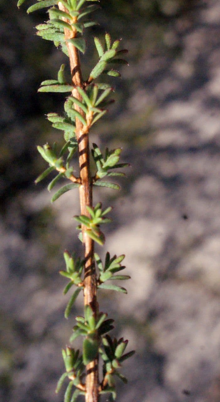 Verticordia plumosa 9