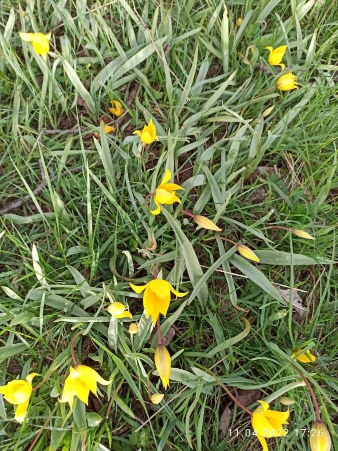 Tulipano selvatico 18