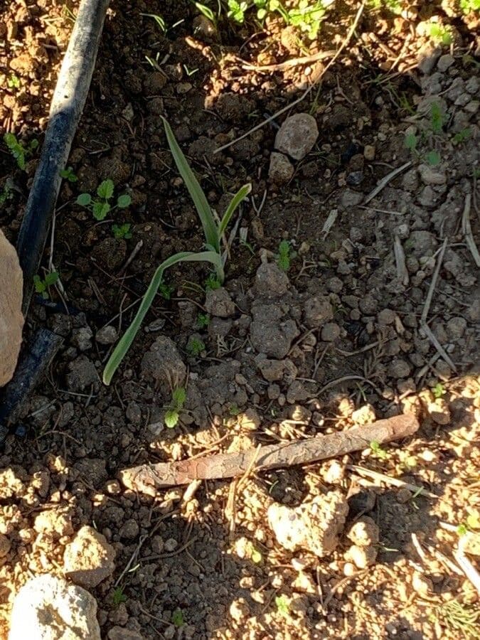 Aglio porro 17