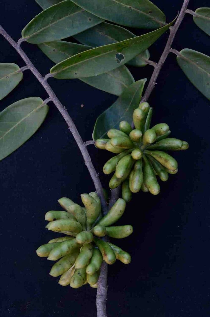 Monkey pepper 3