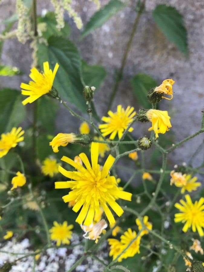 Lachenals Habichtskraut 4