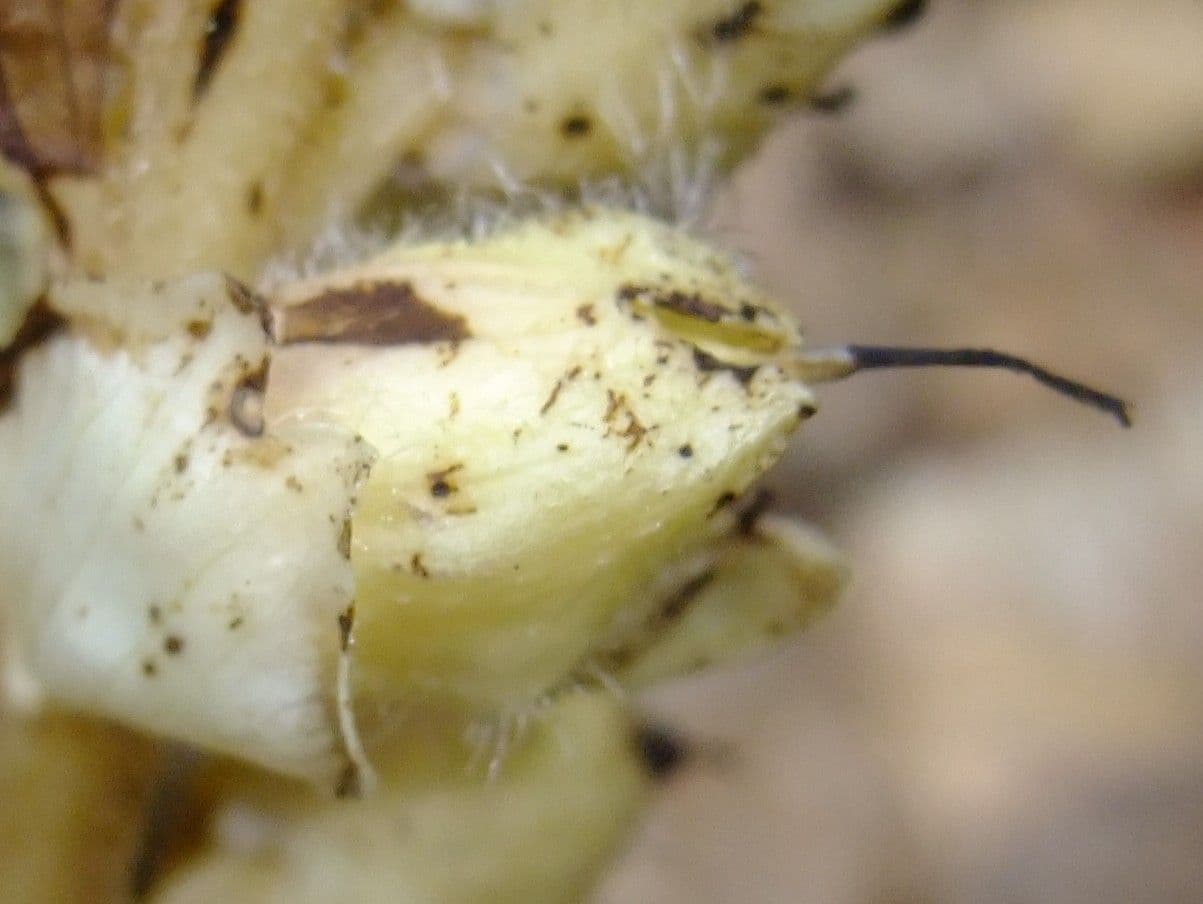 Latrea comune