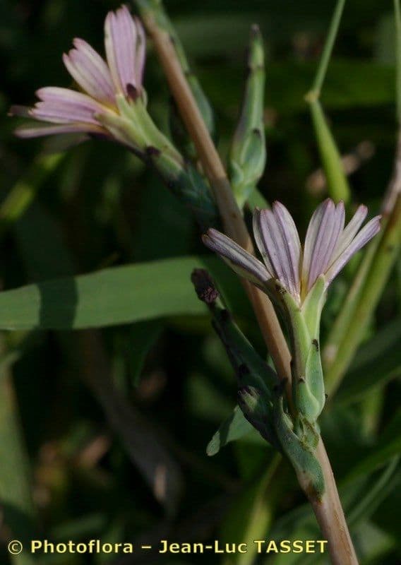 Lactuca saligna 27