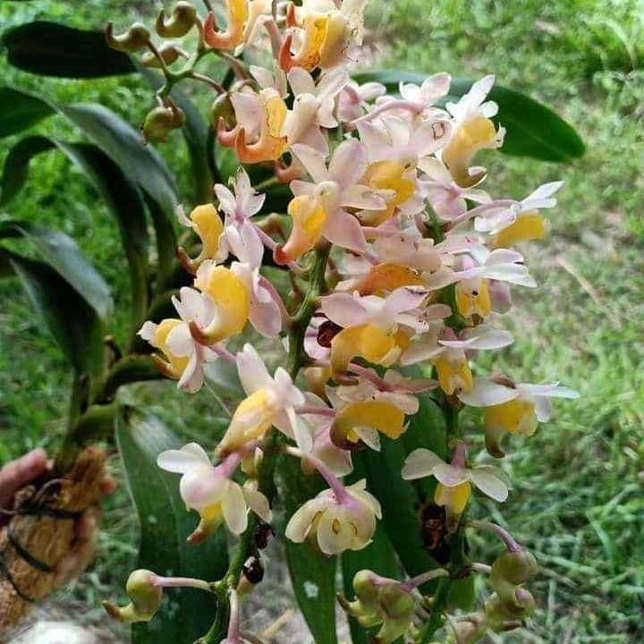 Aerides 5