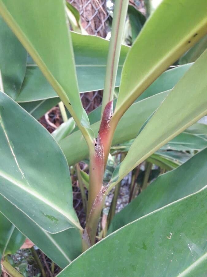 Alpinia zerumbet 21