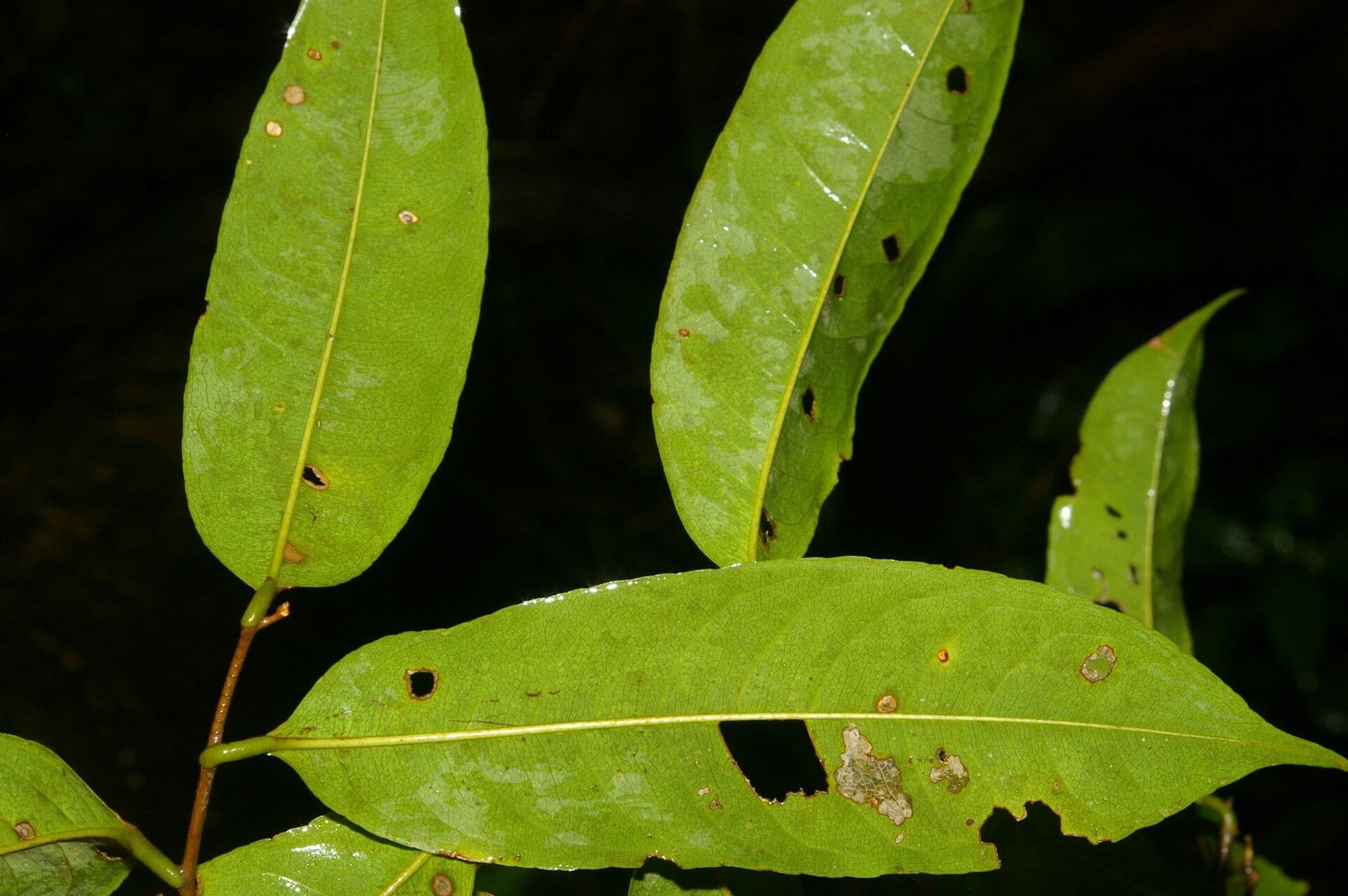 Eschweilera 6