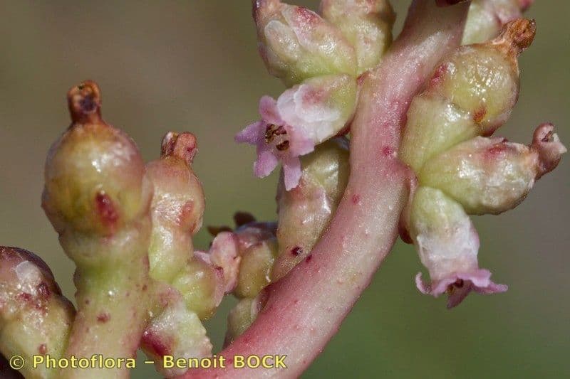 Cuscuta 3
