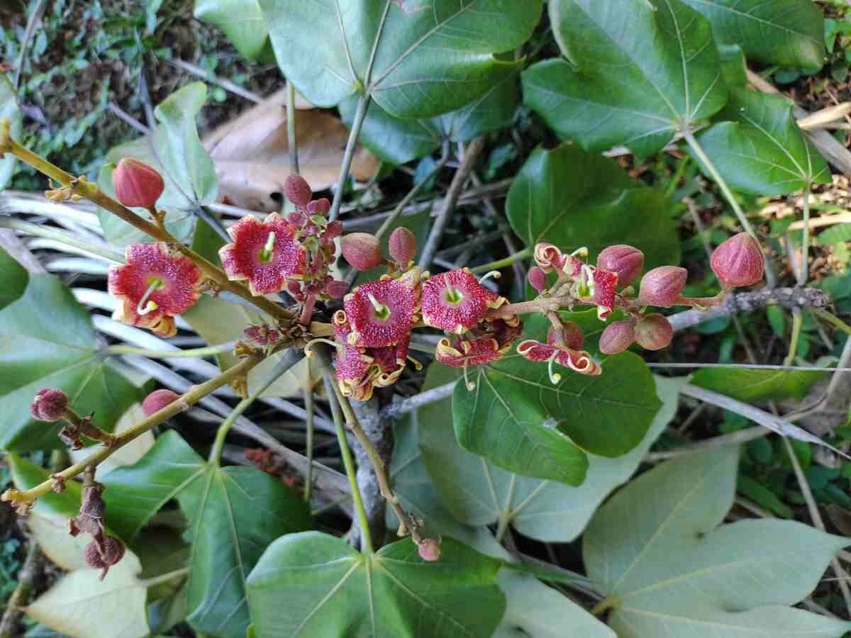 Sterkúlia bezkvetá 7