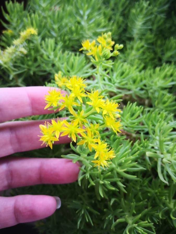 Sedum messicano 5