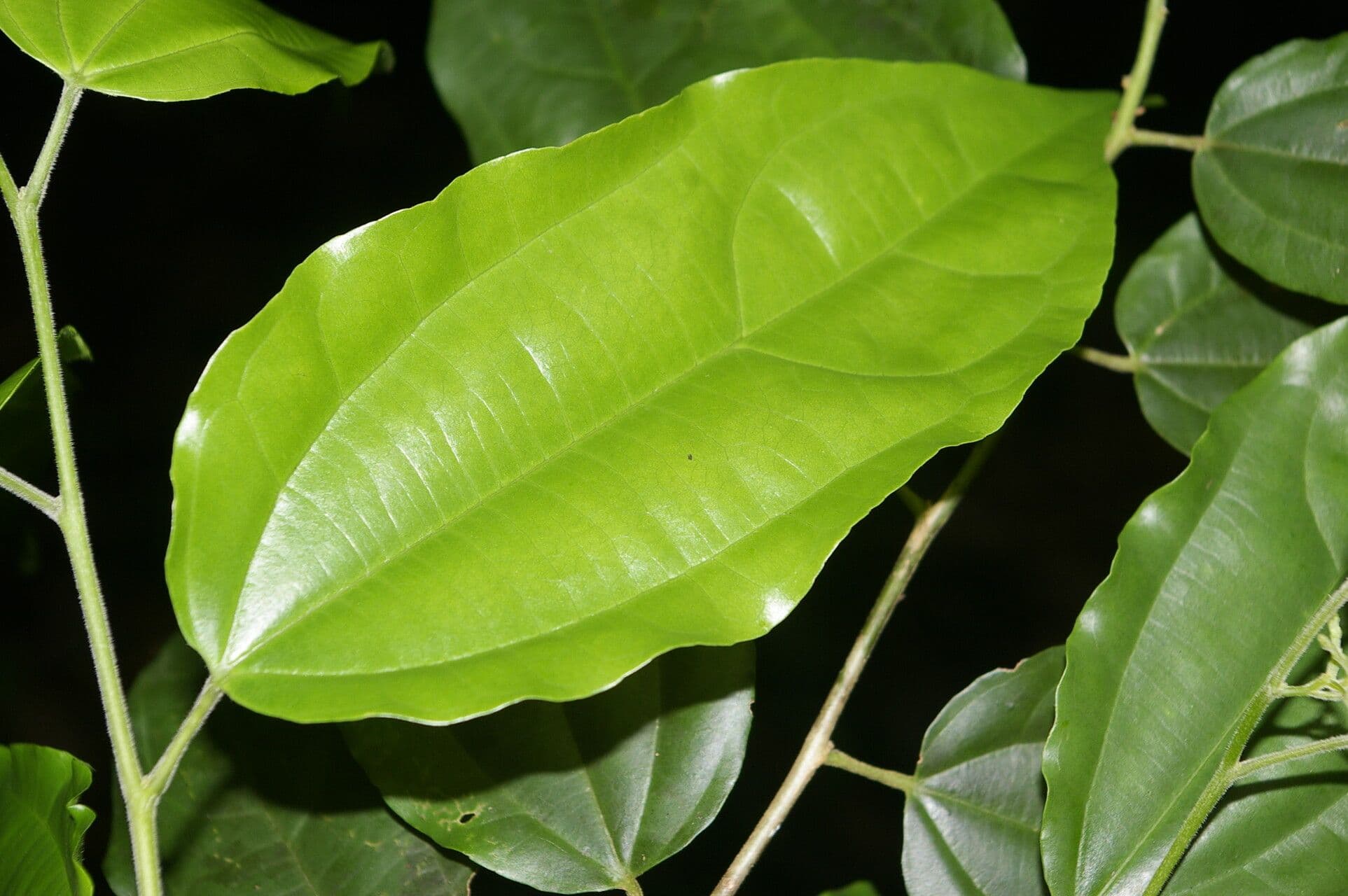 Lunania 7