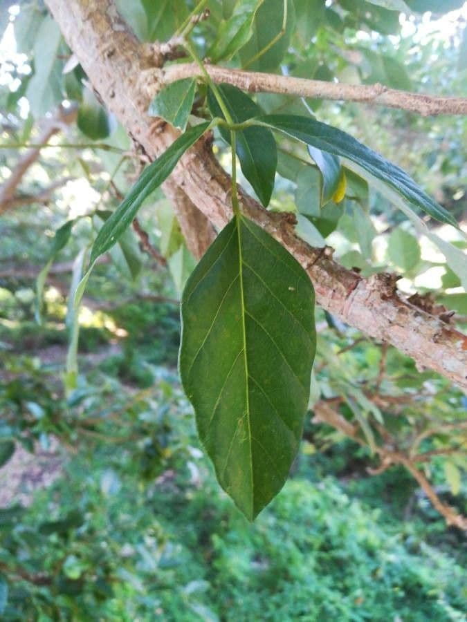 Erythrina bruna 16