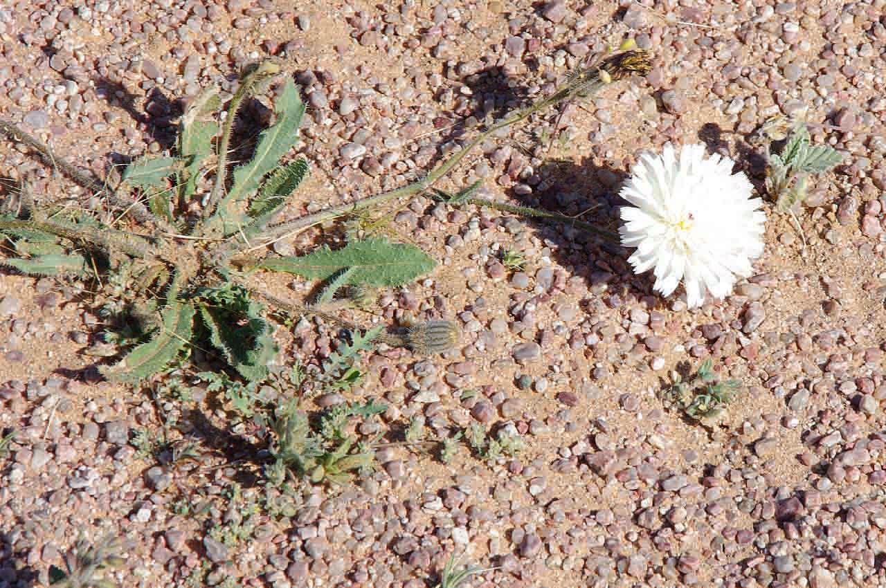 Hawkweed oxtongue 12