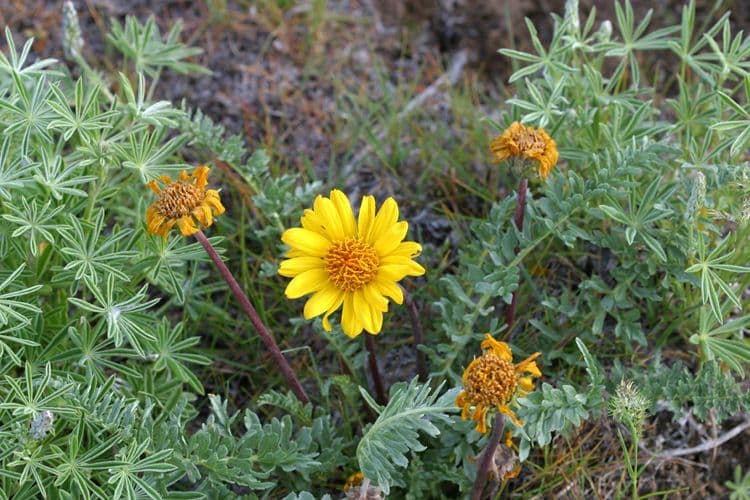 Balsamwurzel 9