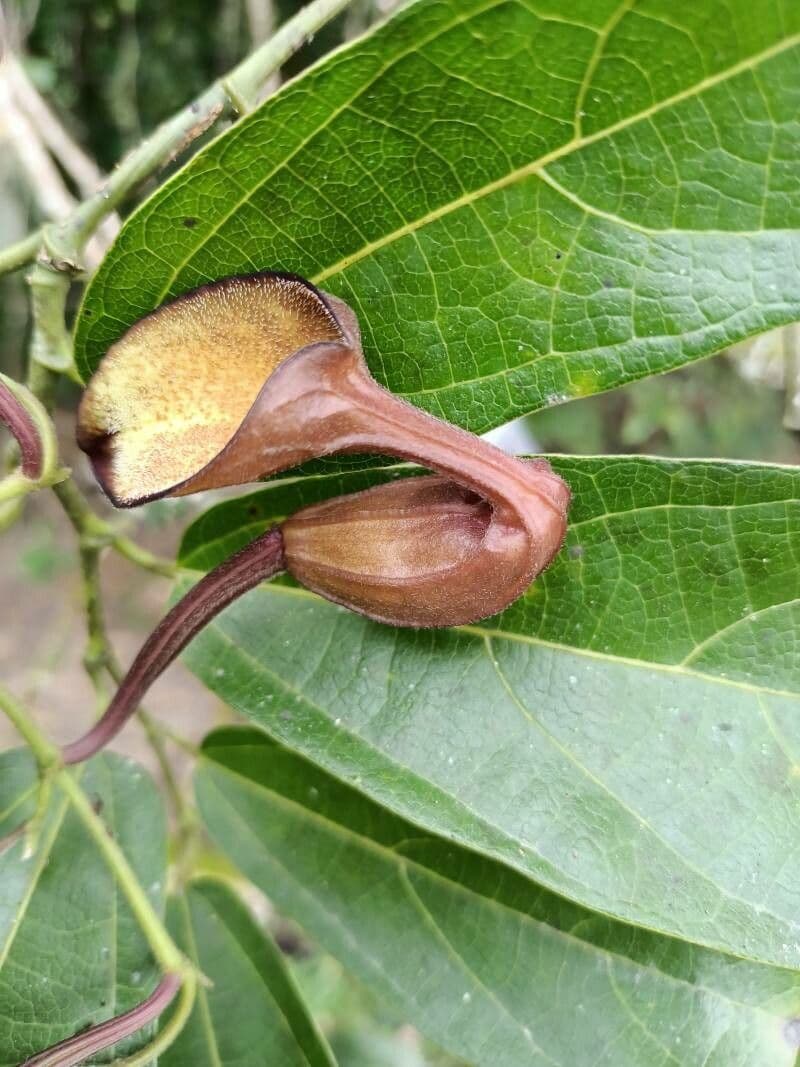 Floridaschwanz 4