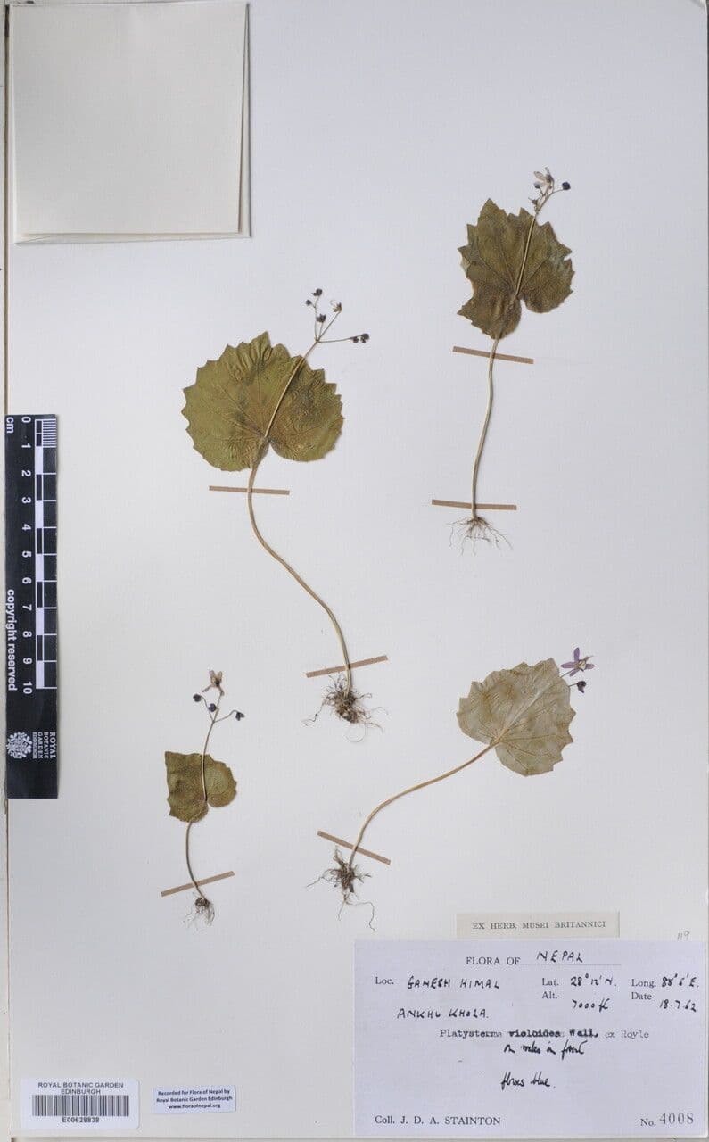 Platystemma 8