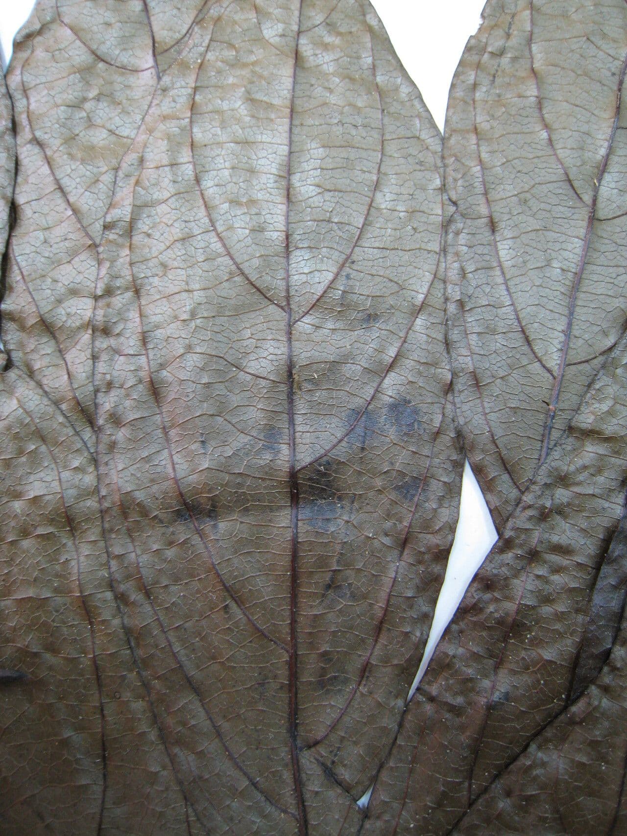 Cordia 4
