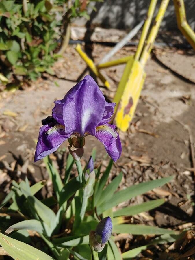 Giaggiolo pallido 4