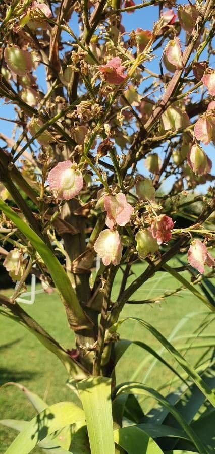 Beaucarnea 3