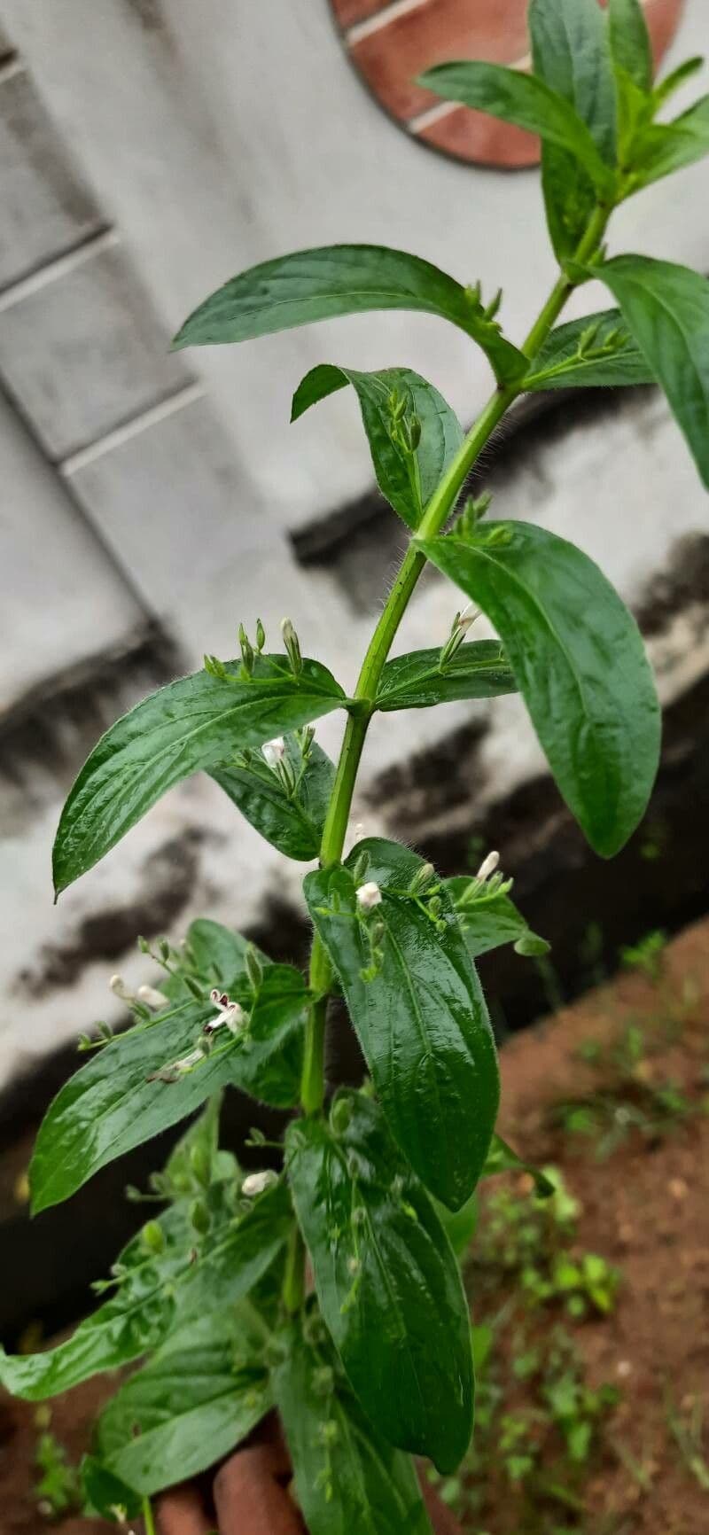 Andrographis 2