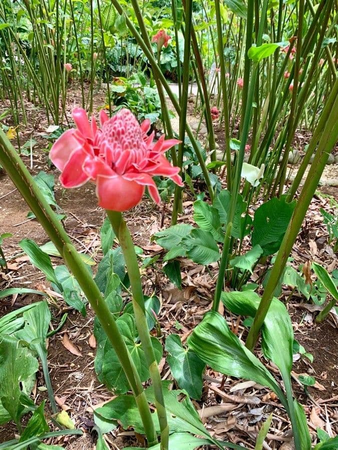 Fleur de cire philippine 9