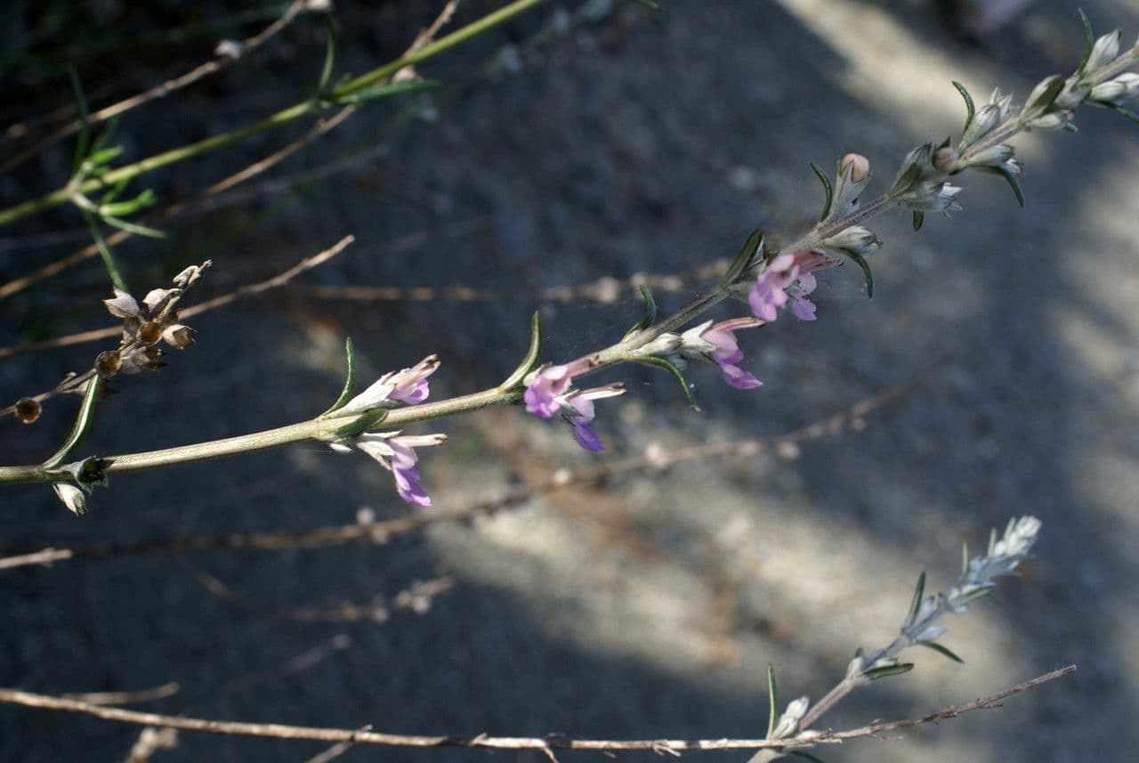 Teucrium 2