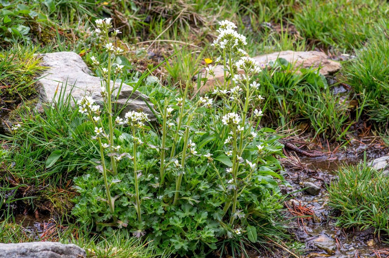 Saxifraga 8