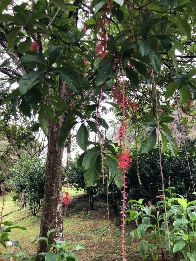 Barringtonia 18