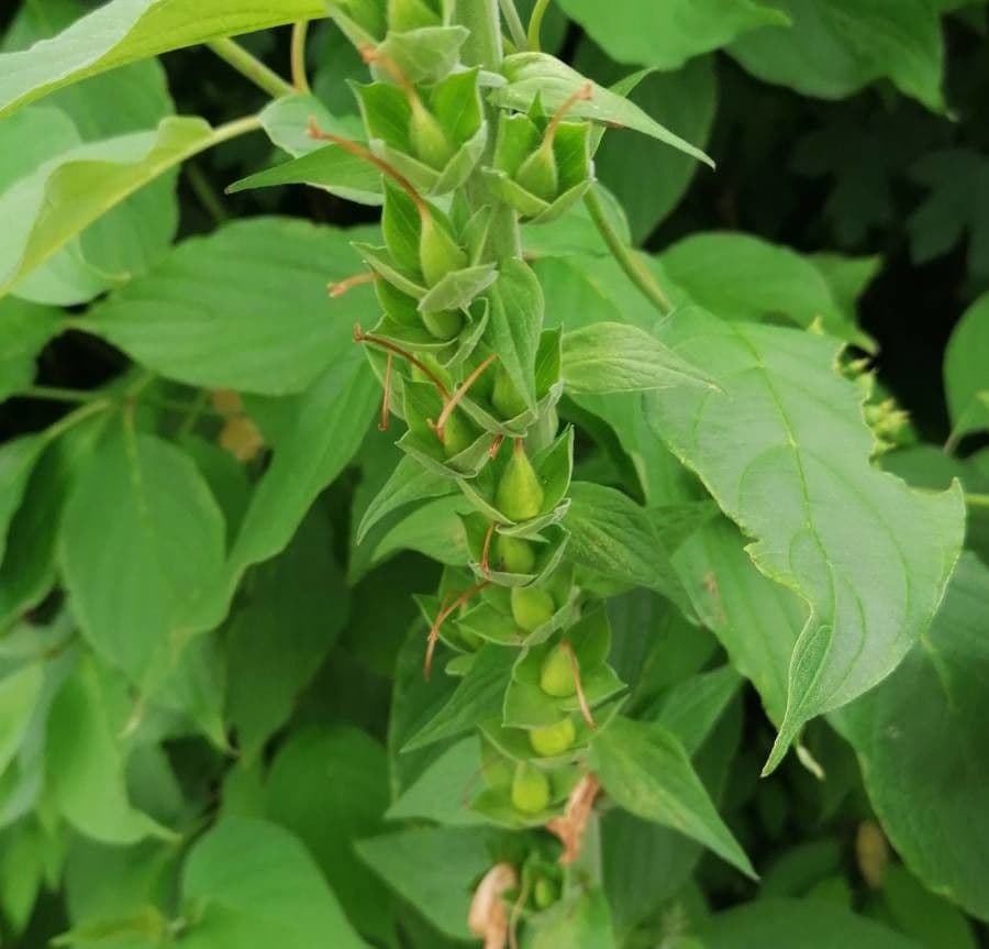 Náprstník červený 5