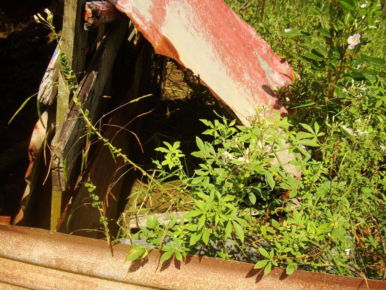 Pavučinkový kvet 27