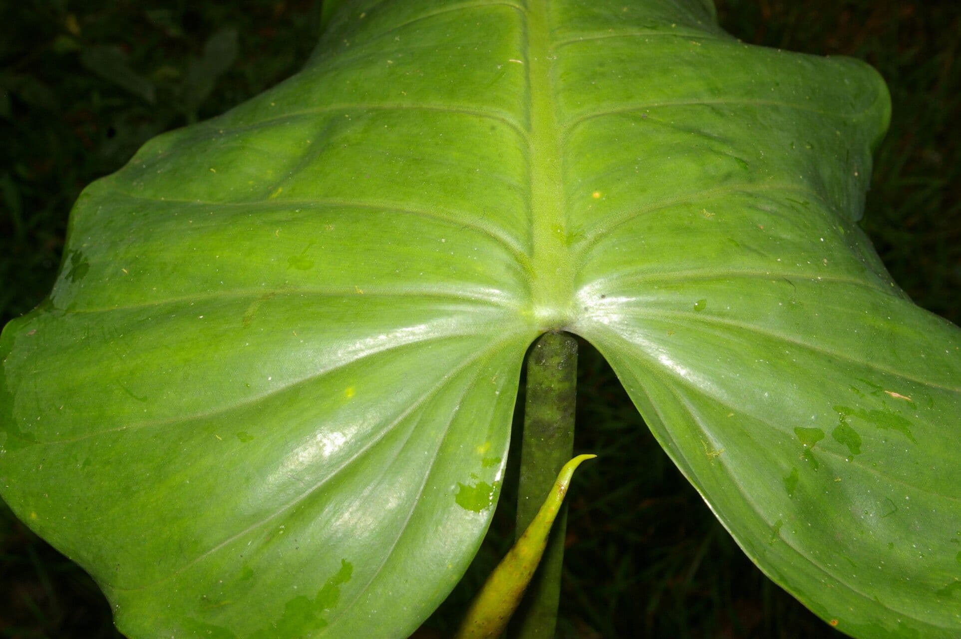 Filodendro 4
