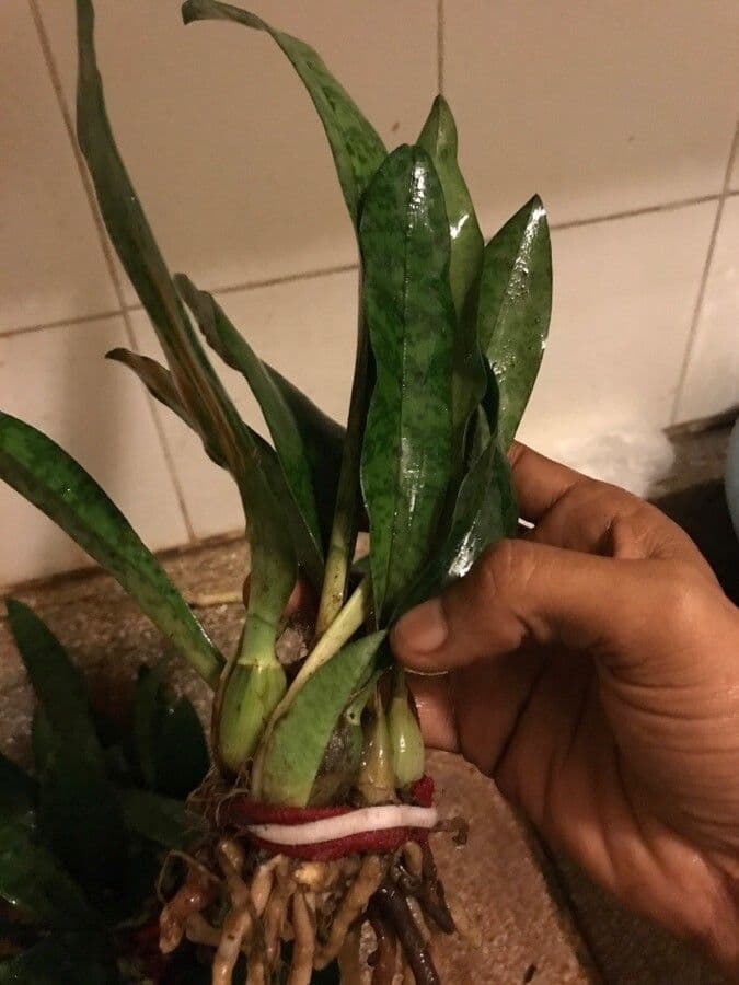 Orchidea monaca 6