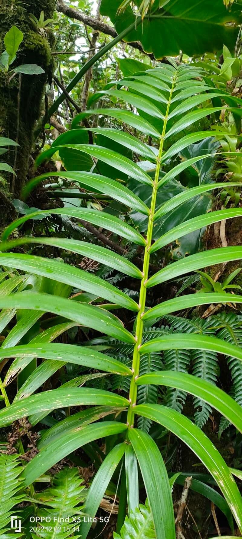 Manaca 2