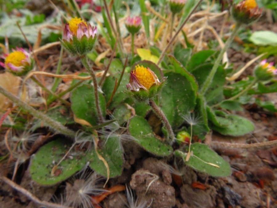 Erigeron errante 11