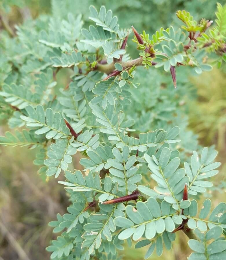 Parkinsonia praecox 14