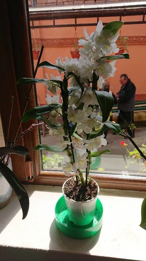 Vavřínovitý dendrobium 8