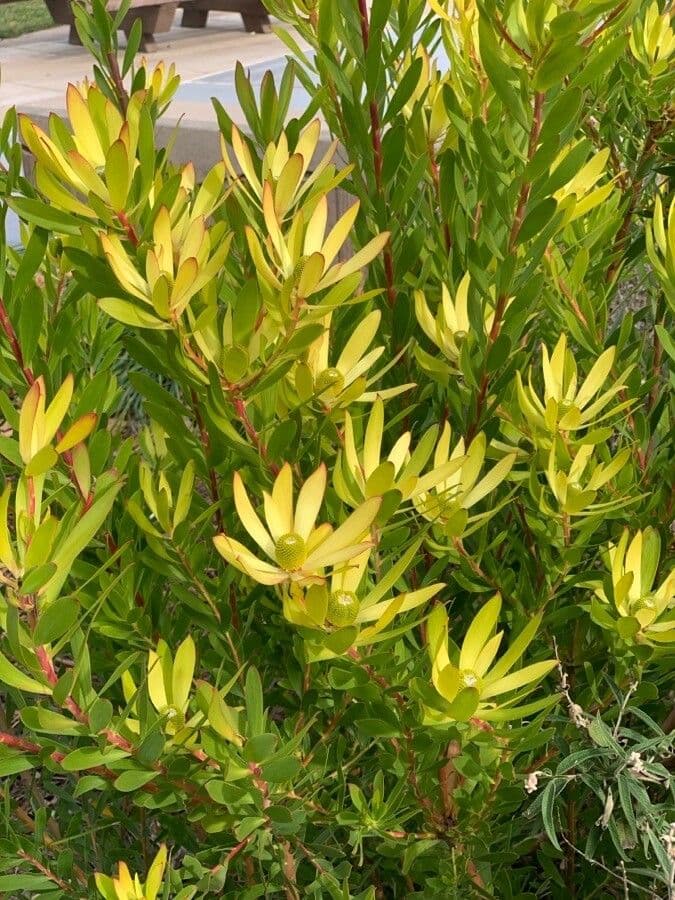 Leucadendron alloro 3