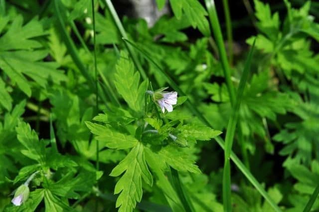 Geranium sibiricum 12