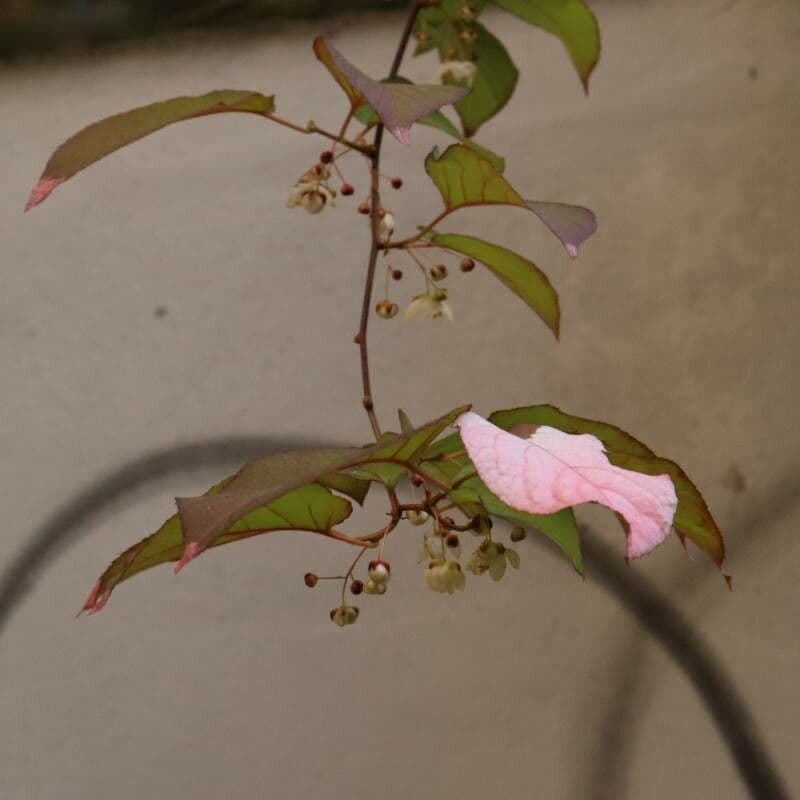 Actinidia kolomikta 2