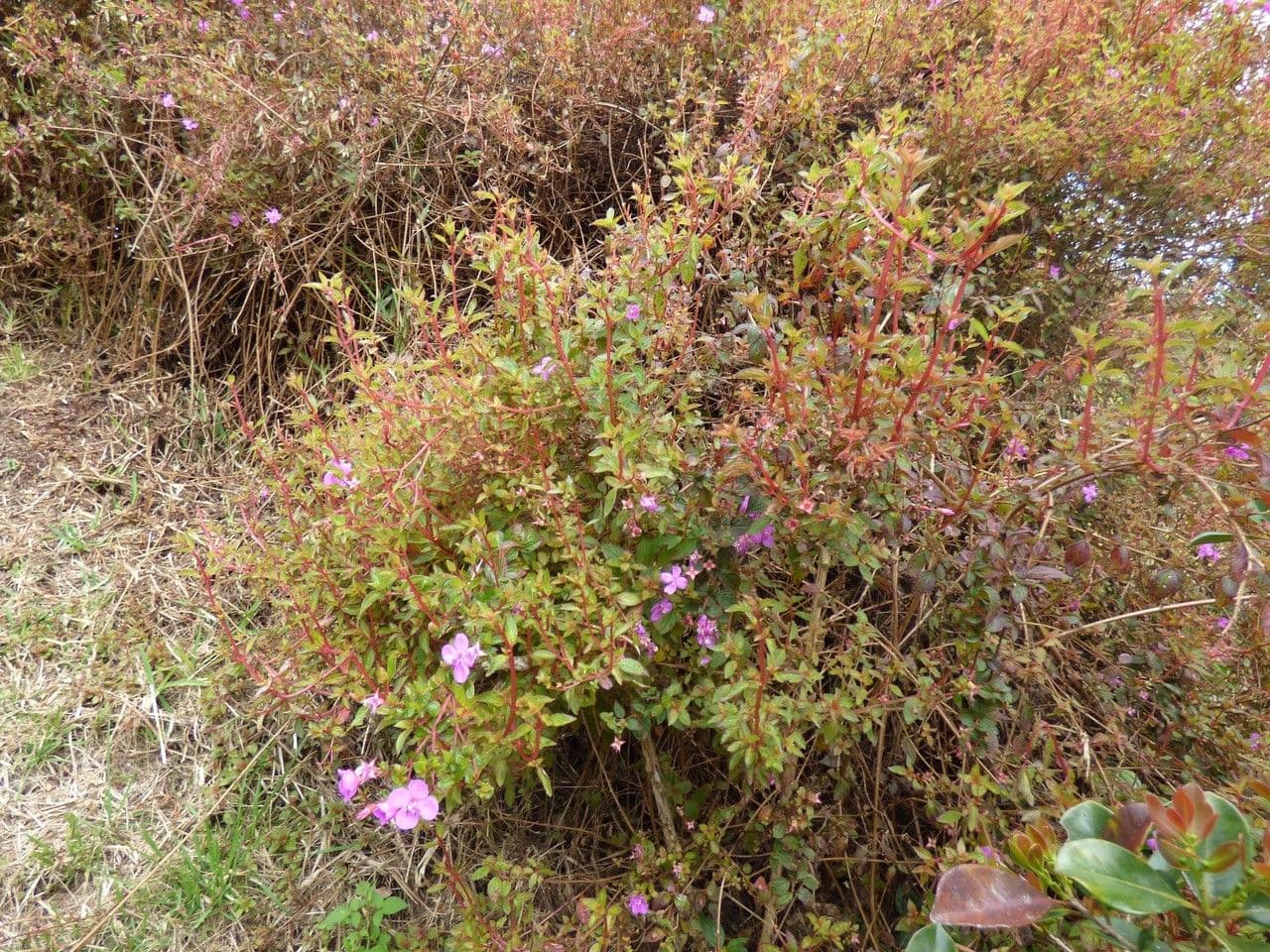 Centradenia 13