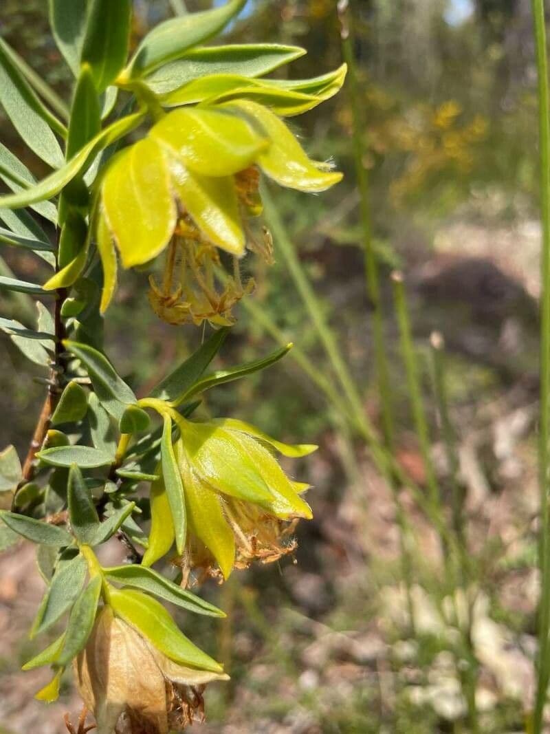 Diplolaena