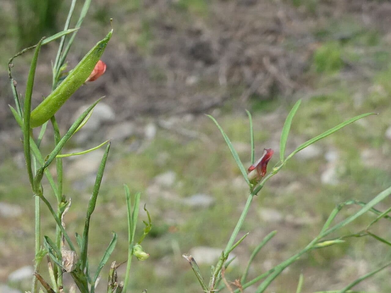 Cicerchia 15