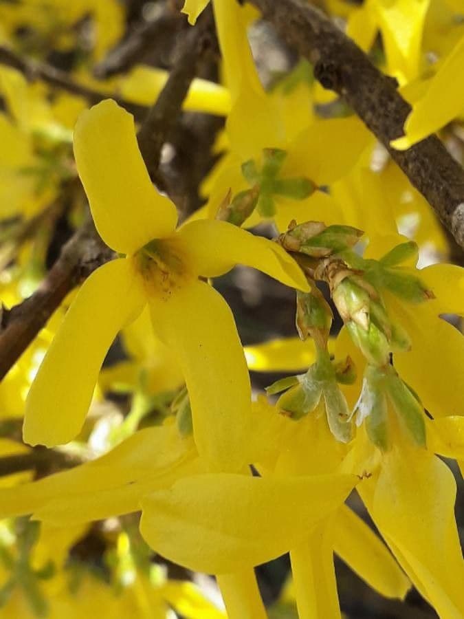Forsythia pendula 5