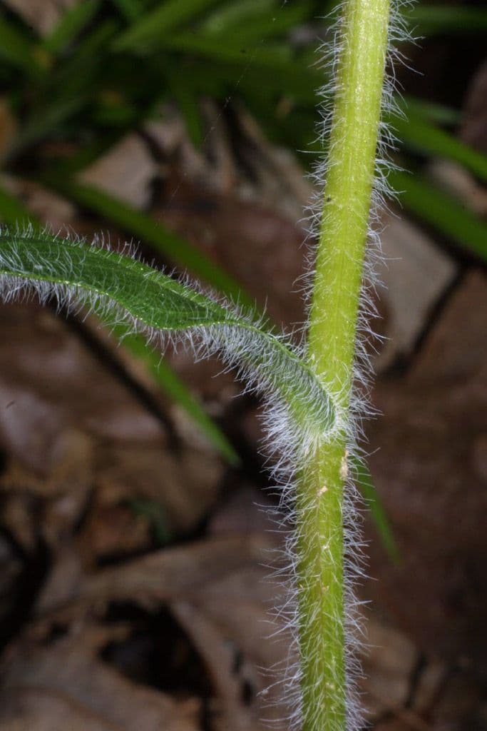 Erigeron 17