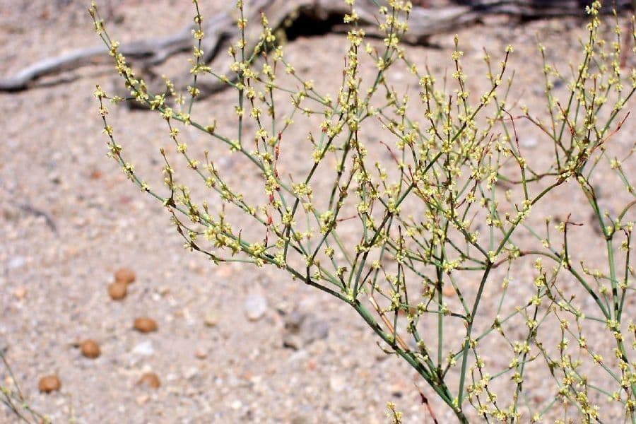 Grano saraceno a fiore corto