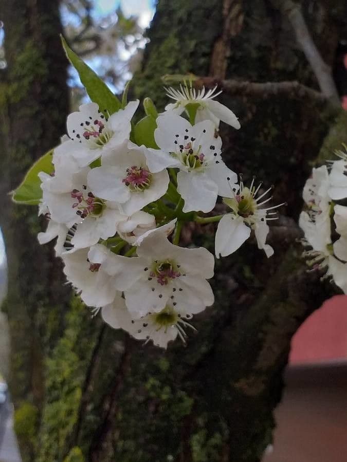 Pero di Callery 10
